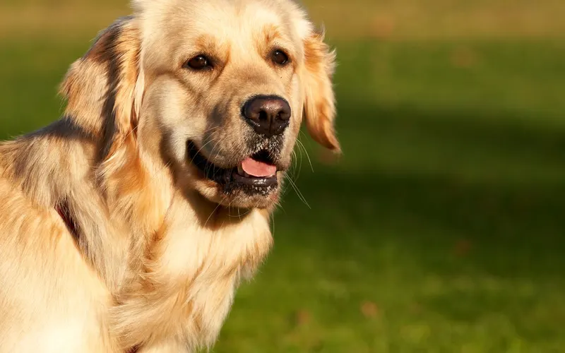 Happy golden retriever outdoors in the sun